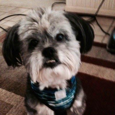 I am a lover not a biter. I enjoy bugging around the yard. I have lots of paw pals and hang out around the dog park. I was taught to say Momma.