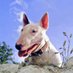 Abigail Burns (@bullterriersroc) Twitter profile photo Abigail Burns (@bullterriersroc) Twitter profile photo