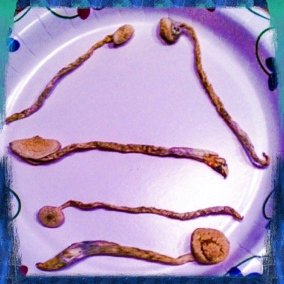 feel the psilocybin pulse through your neurons