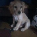 walter grande  - @grande_walt - Twitter