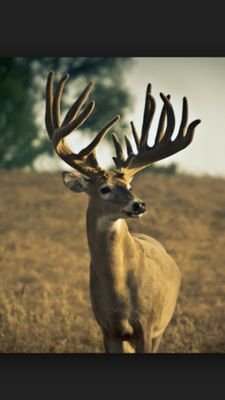 Archery, Whitetails, Outdoors
Bowhunting & Big Bucks