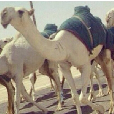 : : نصف السعادة الصلاة والنصف الآخر في رضاء الوالدين ♥