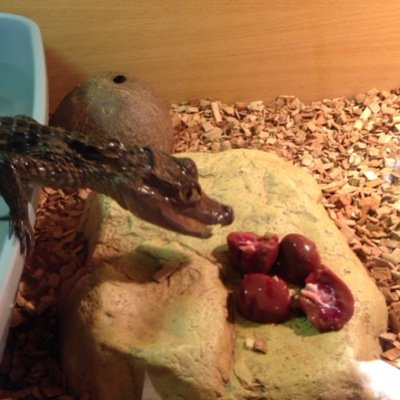 crocencounters's profile picture. The original Crocodile Show in the UK. We bring crocs, snakes, lizards and our lovely sulcutta tortoise TO YOUR EVENT!

08450204364