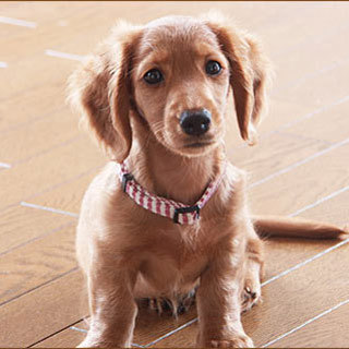 lovewanco's profile picture. 北海道札幌市で犬のブリーダーショップを経営しています。ワンコって素晴らしい！