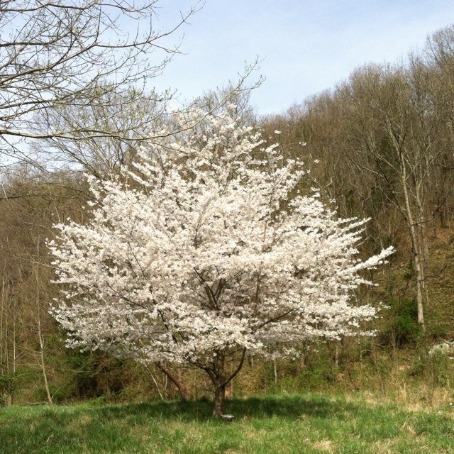 byrd_sissy's profile picture. 