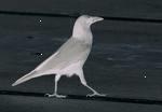 Crow Baby
