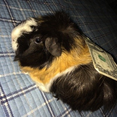 stufonmyguinea's profile picture. stuff on my guinea pig