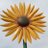 gillis_carol's profile image