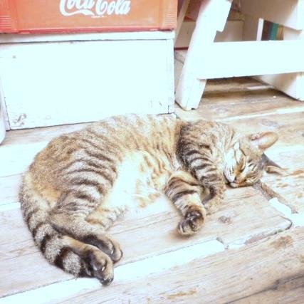 misimonotomoko's profile picture. 