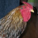 Harvey Pearl - @KathyPearl1 - Twitter