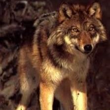 #Male #Single #Young A young energetic Wolf who learned maturity and respect at a young age do to being Part of a rough pack