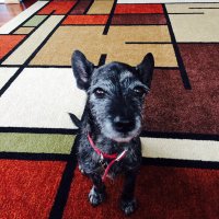BD Chase (@chase_bd) 's Twitter Profile
