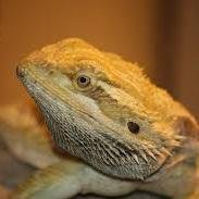 Hi I'm Patrick i'm almost 1 years old I LOVE CRICKETS Sub to me on youtube thx