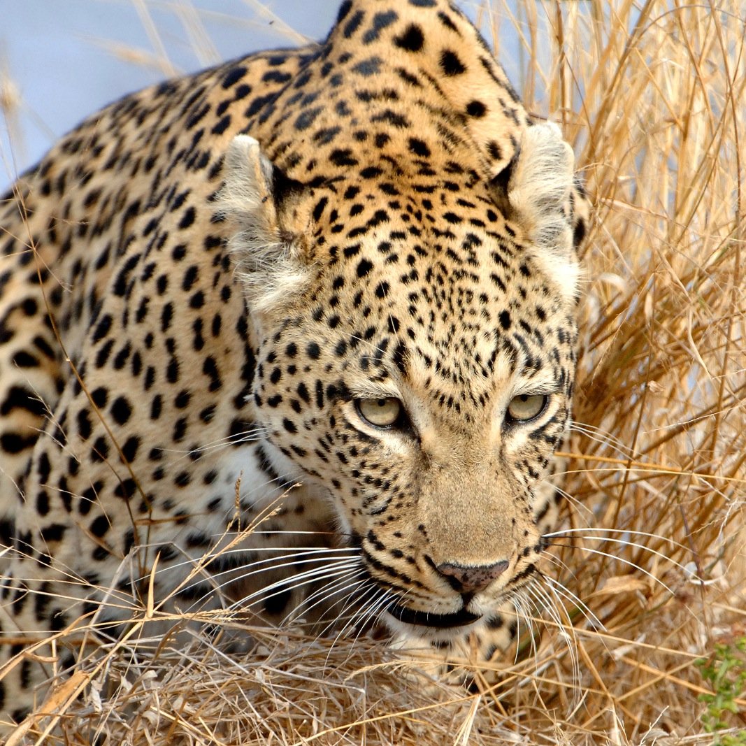 OutwoodsSg's profile picture. ADVENTURE TRAVELS & WILDLIFE SAFARI'S - The perfect extraordinary holiday blend of Wilderness & Luxury at ultimate dream safari destinations across the globe!