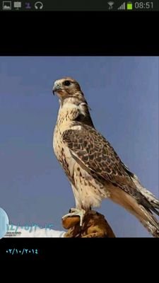 abduwahed Profile Picture
