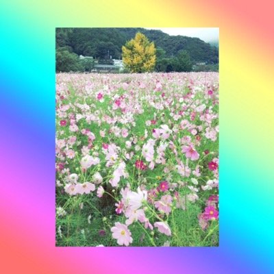 oonoblue2486's profile picture. 北陵2-B音楽部☆