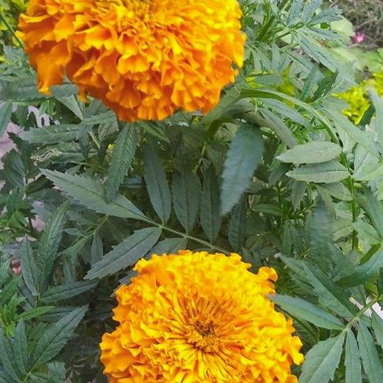 uuttam912's profile picture. 