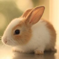 Cute Animal Pics (@cuteanimalsbaby) 's Twitter Profile Photo Cute Animal Pics (@cuteanimalsbaby) 's Twitter Profile Photo