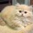 Zaimmushalih's profile image