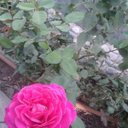 sima sara (@05dfed427cb8402) Twitter