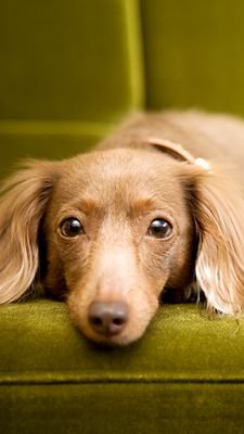 piyomarupiyo's profile picture. 