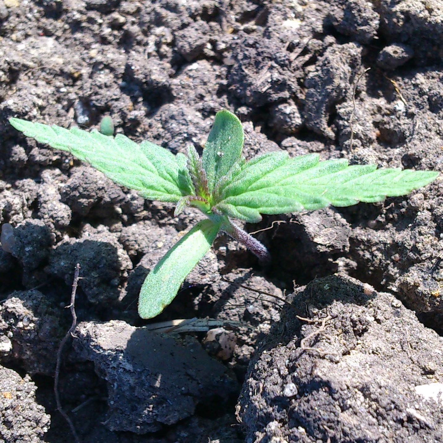 hanffaser's profile picture. Hanffaser Uckermark eG - Alle Produkte 100 % biologisch, nachhaltig und abbaubar. Seit 2013 Genossenschaft.   Interessiert, einfach kontakten info@hanffaser.de