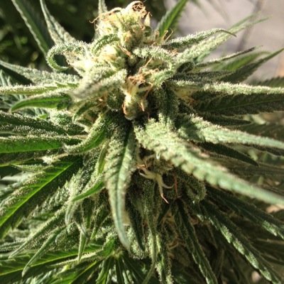 BrosBud's profile picture. Spokane medical growers the best Outdoor Organics ✌️