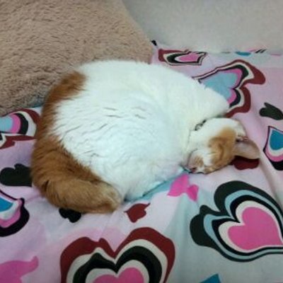 いつもおとん時々おかん