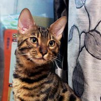 백랑이랑 아톰이랑 설이랑 (@bengal_baekrang) 's Twitter Profile Photo