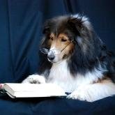 GENERATION PETS: Certified Canine Behavior Counseling, Training, Boarding & Rescue Work For 14 Years! Call 201.470.8655. We Look Forward To Hearing From You!!