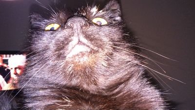 SsSenatore's profile picture. 