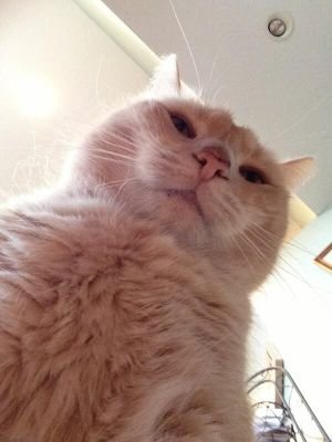 さすがですお兄様終わってしまった。ごちうさって面白いのね。今さら知りました。