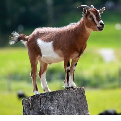 Goats are my life love life and pewdiepie is the best