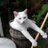 niemeijer72's profile image