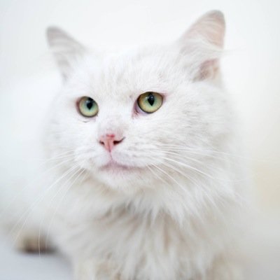 We spend our own time photographing and promoting cats seeking humans in Sydney, Australia