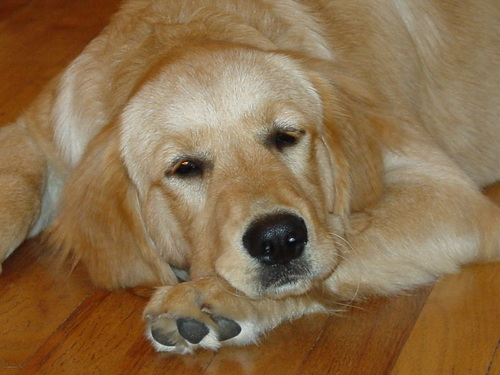 gussbuddy's profile picture. 