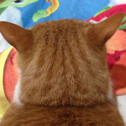 博多、福岡を中心にアクティブなTwitterをフォロー、リストしていきます。 よろしくお願いします。 相互フォロー、もちろん猫も。^_^