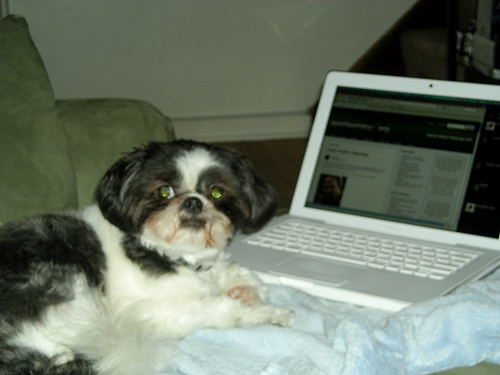 iamjellybean's profile picture. I'm @shireman & @tehamy's shih-tzu. i have Chinese fury