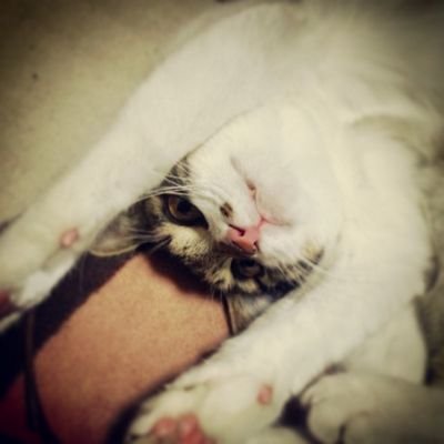 kawakamimag's profile picture. 