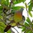 teha1111's profile image