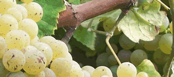 El mejor vino blanco del mundo, D.O. Rias Baixas