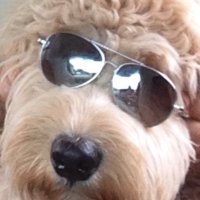 Alicia Browner Feldman (@aliciabk) 's Twitter Profile