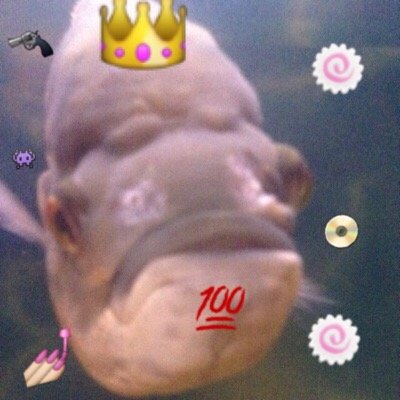 AbingtonCutie69's profile picture. luvig lif formally nown az @young_orph13 Business Inquiries: sosagefingers69420@aol.com