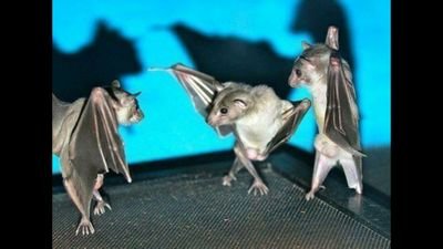 2Pjj's profile picture. 