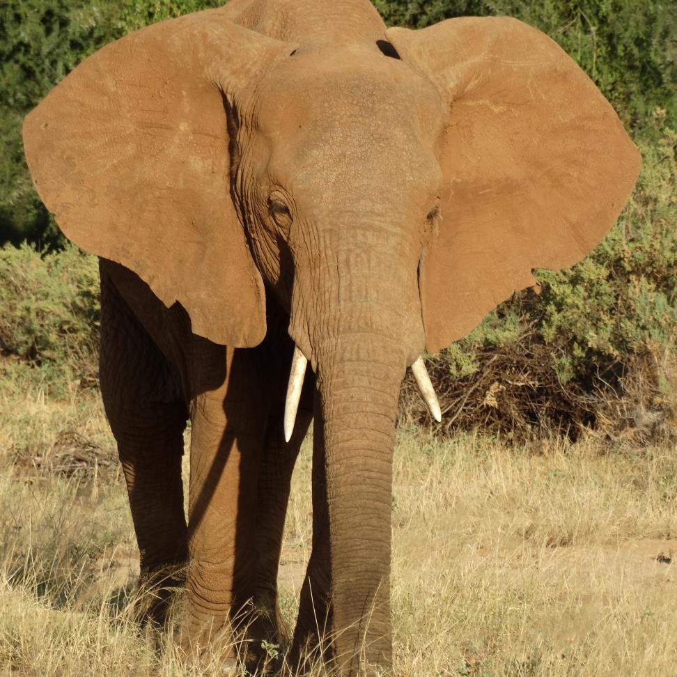 chris_rafiki's profile picture. Kenya and Africa traveller, animal lover and defender.