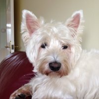 Colin Parmenter (@parmentercolin) 's Twitter Profile