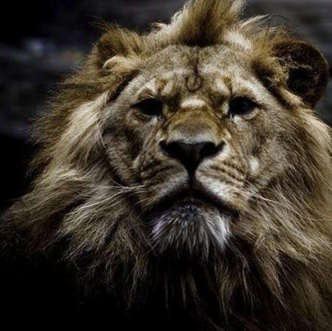 musalaev800's profile picture. 