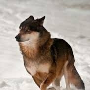 I am a young apla female i protect my pack i becimse leader my father died i will always protect my family my mate is @1_JakeTheWolf daughter starr and kayly