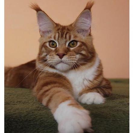 viktor7351's profile picture. 