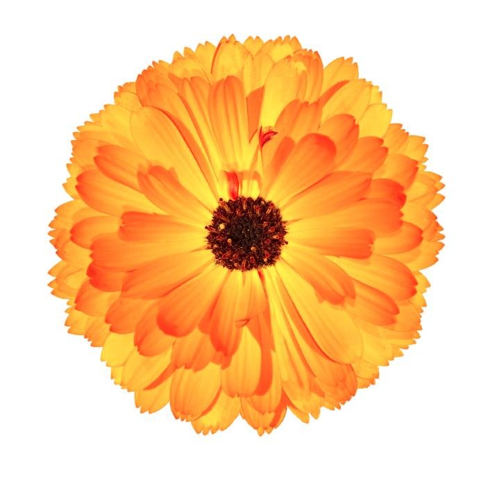 Value your physical, emotional and spiritual well being through a natural and organic lifestyle!